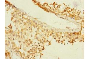 Immunohistochemistry of paraffin-embedded human testis tissue using ABIN7145902 at dilution of 1:100 (BTNL3 anticorps  (AA 18-237))