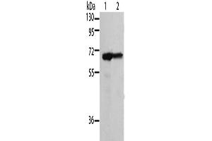 Western Blotting (WB) image for anti-Moesin (MSN) antibody (ABIN2428422) (Moesin anticorps)