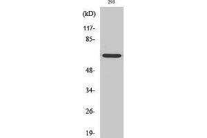 Western Blot (WB) analysis of 293 cells using GNL3L Polyclonal Antibody. (GNL3L anticorps  (Internal Region))