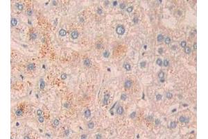 Detection of CD10 in Human Liver Tissue using Polyclonal Antibody to Neprilysin (CD10) (MME anticorps  (AA 382-538))