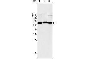 Western blot analysis using NF-κB p65 mouse mAb against Jurkat (1), K562 (2) and NIH/3T3 (3) cell lysate. (NF-kB p65 anticorps)