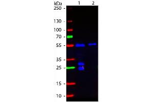 Western blot of Fluorescein conjugated Goat F(ab’)2 Anti-Hamster IgG Pre-Adsorbed secondary antibody.