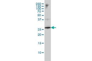 HMGB1 monoclonal antibody (M02), clone 1D5 Western Blot analysis of HMGB1 expression in K-562 . (HMGB1 anticorps  (AA 1-215))