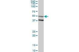ZSCAN4 MaxPab polyclonal antibody.