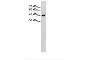 Image no. 2 for anti-Solute Carrier Family 38 Member 1 (SLC38A1) (AA 211-260) antibody (ABIN205011)