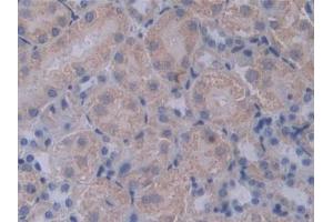 DAB staining on IHC-P; Samples: Mouse Kidney Tissue (PCSK1 anticorps  (AA 244-530))