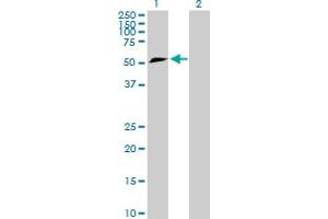 Western Blot analysis of TFG expression in transfected 293T cell line by TFG MaxPab polyclonal antibody. (TFG anticorps  (AA 1-400))