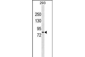 DCLK2 Antibody (N-term) (ABIN1881253 and ABIN2838902) western blot analysis in 293 cell line lysates (35 μg/lane). (DCLK2 anticorps  (N-Term))