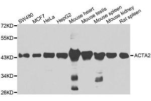 Western blot analysis of extracts of various cell lines, using ACTA2 antibody. (Smooth Muscle Actin anticorps)