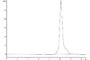 The purity of Mouse ICOS/CD278(C137S, C138S) is greater than 95 % as determined by SEC-HPLC.