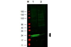 Western blot using MYL9 polyclonal antibody  to detect vascular myosin (rat aorta, lane 1), but not cardiac myosin (mouse heart, lane2). (MYL9 anticorps  (AA 12-27))