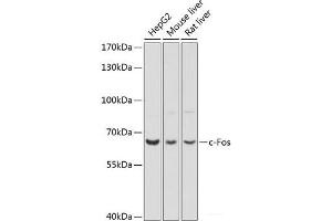 Western blot analysis of extracts of various cell lines using c-Fos Polyclonal Antibody at dilution of 1:1000.