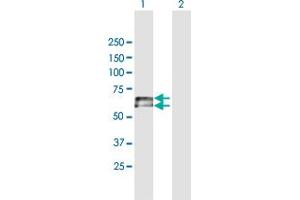 Western Blot analysis of IGHD expression in transfected 293T cell line by IGHD MaxPab polyclonal antibody. (IgD anticorps  (AA 1-576))