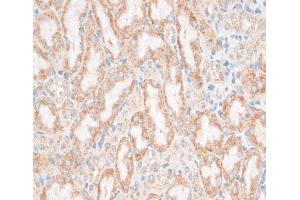 Immunohistochemistry of paraffin-embedded Mouse kidney using HMGA1 Polyclonal Antibody at dilution of 1:100 (40x lens). (HMGA1 anticorps)