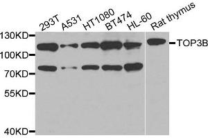 Western blot analysis of extracts of various cells, using TOP3B antibody.