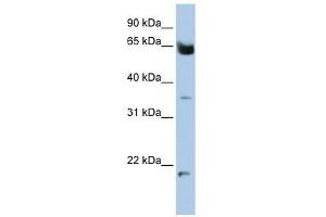 Western Blot showing HOMEZ antibody used at a concentration of 1-2 ug/ml to detect its target protein.