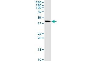 INHBE MaxPab rabbit polyclonal antibody. (INHBE anticorps  (AA 1-350))