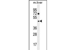 NIL1 Antibody (C-term) (ABIN655299 and ABIN2844886) western blot analysis in mouse liver tissue lysates (35 μg/lane). (NIPAL1 anticorps  (C-Term))
