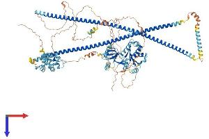 AlphaFold protein structure predicition of Human Recombinant CARD10 Protein, UniprotID Q9BWT7