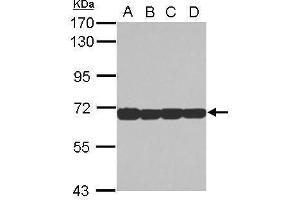 WB Image Sample (30 ug of whole cell lysate) A: Jurkat B: Raji C: K562 D: THP-1 7. (STIP1 anticorps)