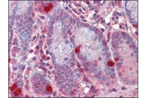 Human Small Intestine (formalin-fixed, paraffin-embedded) stained with RGS1followed by biotinylated anti-goat IgG secondary antibody, alkaline phosphatase-streptavidin and chromogen. (RGS1 anticorps  (C-Term))