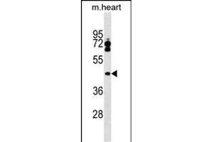 LPXN Antibody (Center) (ABIN1538131 and ABIN2849342) western blot analysis in mouse heart tissue lysates (35 μg/lane). (Leupaxin anticorps  (AA 229-257))