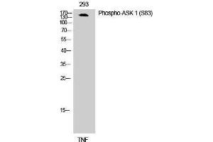 Western Blotting (WB) image for anti-Mitogen-Activated Protein Kinase Kinase Kinase 5 (MAP3K5) (pSer83) antibody (ABIN3172860) (ASK1 anticorps  (pSer83))