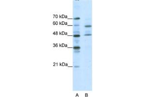 Western Blotting (WB) image for anti-Transcription Factor CP2-Like 1 (TFCP2L1) antibody (ABIN2460513) (TFCP2L1 anticorps)