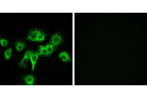Peptide - +Immunofluorescence analysis of MCF-7 cells, using CDON antibody.