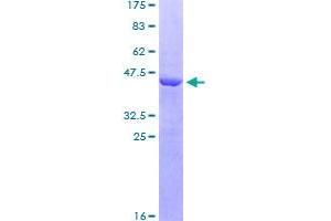 Image no. 1 for Family with Sequence Similarity 3, Member C (FAM3C) (AA 25-227) protein (GST tag) (ABIN1353532)