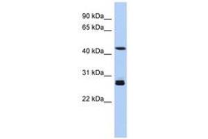 Image no. 1 for anti-Synaptotagmin IX (SYT9) (AA 179-228) antibody (ABIN6743740) (SYT9 anticorps  (AA 179-228))