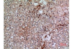 Immunohistochemistry (IHC) analysis of paraffin-embedded Human Liver, antibody was diluted at 1:100. (CD42b anticorps  (Internal Region))