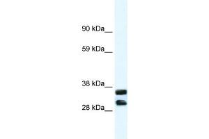 WB Suggested Anti-ANXA13 Antibody Titration:  1. (Annexin A13 anticorps  (N-Term))