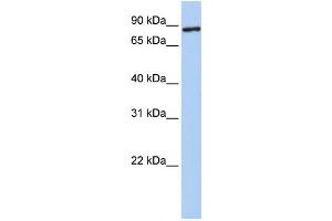 Western Blotting (WB) image for anti-Transmembrane Protein 63A (TMEM63A) antibody (ABIN2458531) (TMEM63A anticorps)