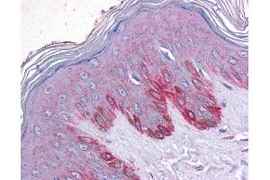 Anti-EFCAB4A antibody IHC of human skin.