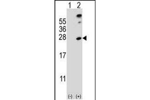 Western blot analysis of SENP8 (arrow) using rabbit polyclonal SENP8 Antibody (S19) (ABIN388073 and ABIN2845796). (SENP8 anticorps  (N-Term))