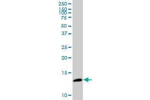 CDK2AP2 MaxPab polyclonal antibody.