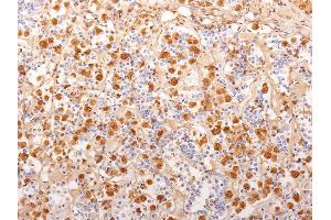 Formalin-fixed, paraffin-embedded human Pituitary Gland stained with ACTH Monoclonal Antibody (2F6). (POMC anticorps  (AA 1-24))