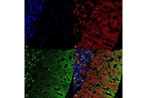 Immunohistochemistry analysis using Mouse Anti-Alpha Synuclein Monoclonal Antibody, Clone 3C11 (ABIN5564063).