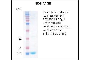 SDS-PAGE (SDS) image for Interleukin 13 (IL13) (Active) protein (ABIN5509408) (IL-13 Protéine)
