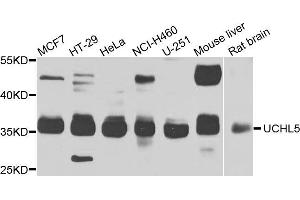 Western blot analysis of extracts of various cell lines, using UCHL5 antibody (ABIN5975761) at 1/1000 dilution. (UCHL5 anticorps)