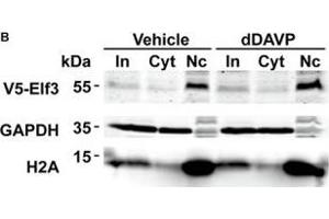 Vasopressin did not induce Elf3 nuclear translocation in the mpkCCD cells.
