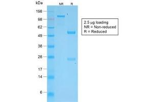 SDS-PAGE analysis of purified, BSA-free recombinant TNFSF15 antibody (clone VEGI/2052R) as confirmation of integrity and purity. (TNFSF15 anticorps)