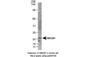 Image no. 2 for anti-High Mobility Group Box 1 (HMGB1) (AA 100-200) antibody (ABIN363507) (HMGB1 anticorps  (AA 100-200))