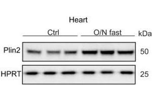 Regulation of Plin2: Immunoblot analysis of Plin2 (ABIN285650) using protein lysates from control (refed) and O/N fasted C57Bl/6N mice hearts (n = 3).