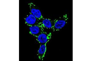 Confocal immunofluorescent analysis of CYP2C19 Antibody (N-term) (ABIN652231 and ABIN2840959) with 293 cell followed by Alexa Fluor 488-conjugated goat anti-rabbit lgG (green). (CYP2C19 anticorps  (N-Term))