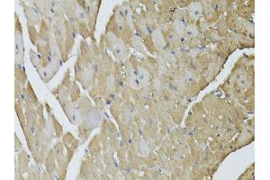 Immunohistochemistry of paraffin-embedded mouse heart using GAPDH antibody. (GAPDH anticorps  (AA 1-335))
