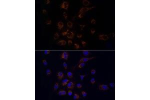 Immunofluorescence analysis of A-549 using FDX1/ADX Rabbit mAb (ABIN7267167) at dilution of 1:100 (40x lens). (Ferredoxin1 (FDX1) anticorps)