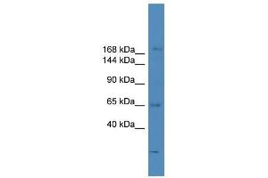 SCAPER antibody used at 0.