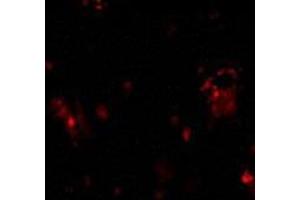 Immunofluorescence of DcR1 in rat liver tissue with AP30279PU-N DcR1 antibody at 10 μg/ml. (DcR1 anticorps)